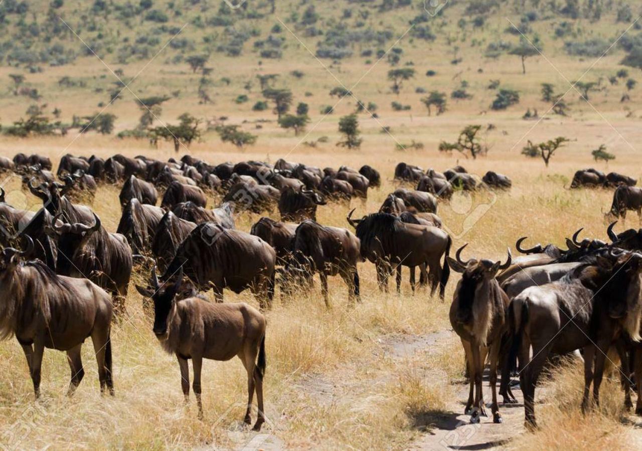 Aa Lodge Maasai Mara Talek Extérieur photo